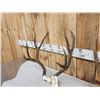 Image 3 : 2 Sets Of Mule Deer Antlers On Skull Plate