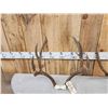 Image 4 : 2 Sets Of Mule Deer Antlers On Skull Plate