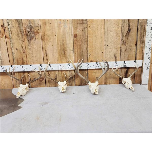 4 Sets Of Whitetail Antlers On Skulls