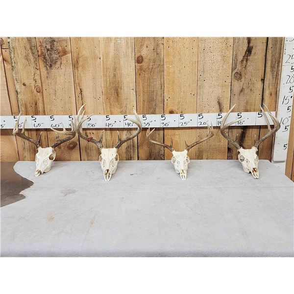 4 Sets Of Whitetail Antlers On Skulls