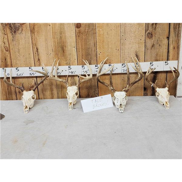 4 Sets Of Whitetail Antlers On Skulls