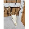 Image 2 : 4 Sets Of Whitetail Antlers On Skulls