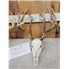 Image 3 : 4 Sets Of Whitetail Antlers On Skulls