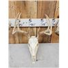 Image 4 : 4 Sets Of Whitetail Antlers On Skulls