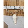 Image 6 : 4 Sets Of Whitetail Antlers On Skulls