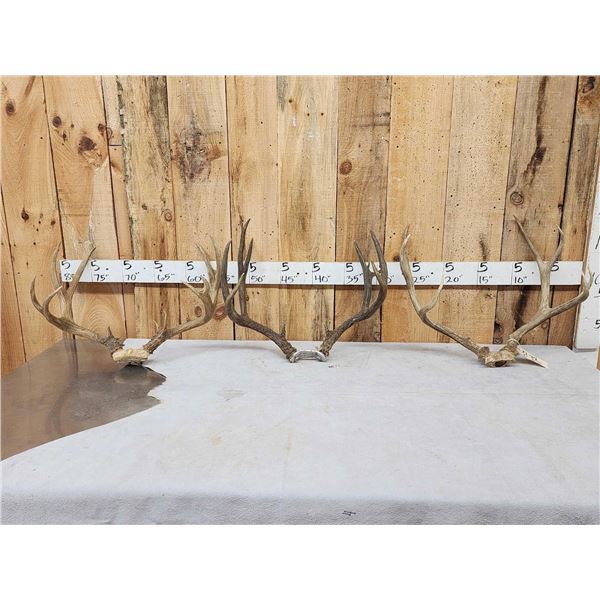 3 Sets Of Mule Deer Antlers