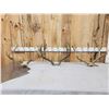 Image 1 : 3 Sets Of Mule Deer Antlers
