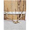Image 2 : 3 Sets Of Mule Deer Antlers