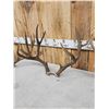 Image 3 : 3 Sets Of Mule Deer Antlers