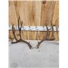 Image 4 : 3 Sets Of Mule Deer Antlers