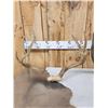 Image 5 : 3 Sets Of Mule Deer Antlers