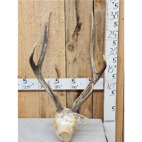 Sika Deer Antlers