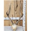 Image 1 : Sika Deer Antlers