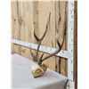 Image 2 : Sika Deer Antlers