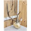 Image 3 : Sika Deer Antlers