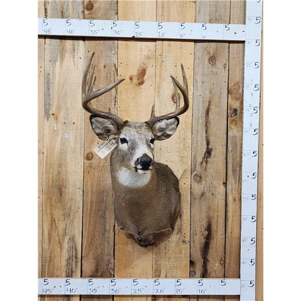 5x5 Whitetail Shoulder Mount Taxidermy