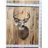 Image 1 : 5x5 Whitetail Shoulder Mount Taxidermy