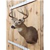 Image 2 : 5x5 Whitetail Shoulder Mount Taxidermy