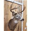 Image 3 : 5x5 Whitetail Shoulder Mount Taxidermy