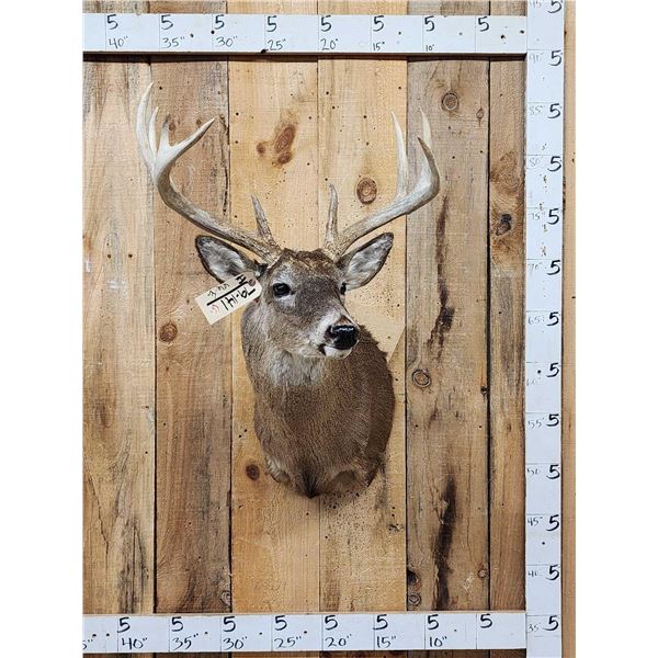 4x4 Whitetail Shoulder Mount Taxidermy