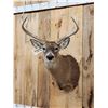 Image 2 : 4x4 Whitetail Shoulder Mount Taxidermy