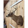 Image 3 : 4x4 Whitetail Shoulder Mount Taxidermy