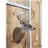 Image 4 : 4x4 Whitetail Shoulder Mount Taxidermy