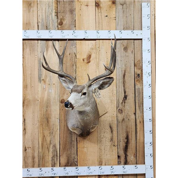 5x5 Mule Deer Shoulder Mount Taxidermy