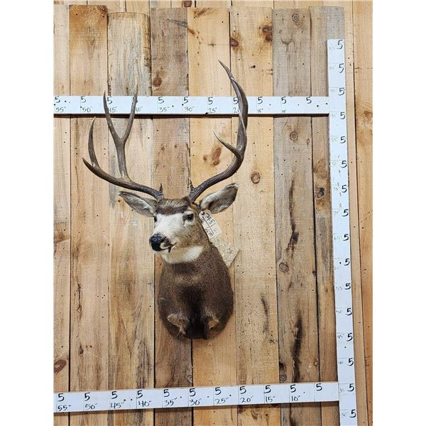 5x5 Mule Deer Shoulder Mount Taxidermy