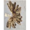 Image 1 : 20 Bobcat Tail Keychains Taxidermy