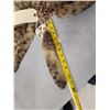 Image 2 : 20 Bobcat Tail Keychains Taxidermy