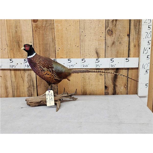 Ringneck Pheasant Full Body Bird Taxidermy