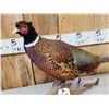 Image 2 : Ringneck Pheasant Full Body Bird Taxidermy