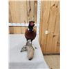 Image 3 : Ringneck Pheasant Full Body Bird Taxidermy