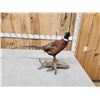 Image 4 : Ringneck Pheasant Full Body Bird Taxidermy