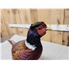 Image 5 : Ringneck Pheasant Full Body Bird Taxidermy
