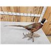 Image 6 : Ringneck Pheasant Full Body Bird Taxidermy