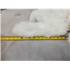 Image 2 : 20 Arctic Ranch Fox Tail Keychains Taxidermy