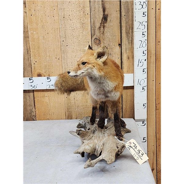 Red Fox Full Body Taxidermy Mount