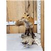 Image 1 : Red Fox Full Body Taxidermy Mount