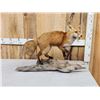 Image 2 : Red Fox Full Body Taxidermy Mount