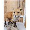 Image 3 : Red Fox Full Body Taxidermy Mount