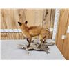 Image 4 : Red Fox Full Body Taxidermy Mount