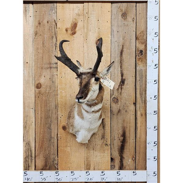 Extra Nice Pronghorn Antelope Shoulder Mount Taxidermy