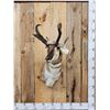 Image 1 : Extra Nice Pronghorn Antelope Shoulder Mount Taxidermy