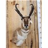 Image 2 : Extra Nice Pronghorn Antelope Shoulder Mount Taxidermy