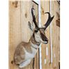Image 3 : Extra Nice Pronghorn Antelope Shoulder Mount Taxidermy