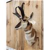 Image 4 : Extra Nice Pronghorn Antelope Shoulder Mount Taxidermy
