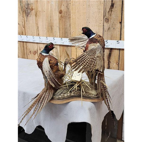 2 Ringneck Pheasants Fighting Bird Taxidermy
