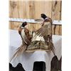 Image 1 : 2 Ringneck Pheasants Fighting Bird Taxidermy